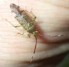 Pantilius tunicatus